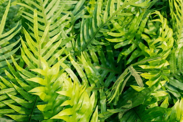  fern leaves in the garden, Fresh green fern leaves on green background in the garden sunlight.  Texture of fern leaves, Fern leaf in Forest. Garden and Green wall.