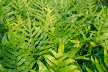  fern leaves in the garden, Fresh green fern leaves on green background in the garden sunlight.  Texture of fern leaves, Fern leaf in Forest. Garden and Green wall.