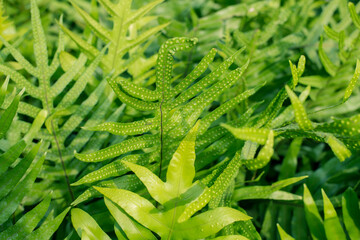  fern leaves in the garden, Fresh green fern leaves on green background in the garden sunlight.  Texture of fern leaves, Fern leaf in Forest. Garden and Green wall.