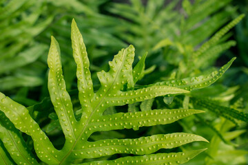  fern leaves in the garden, Fresh green fern leaves on green background in the garden sunlight.  Texture of fern leaves, Fern leaf in Forest. Garden and Green wall.