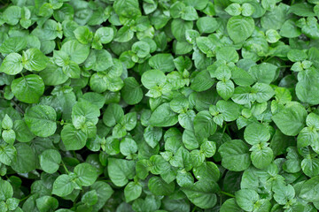 Beautiful green leaves background. Garden and Green wall, leafs texture, texture of green plant,  tropical leaves background.