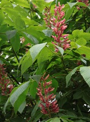 chestnut tree with pink flowers