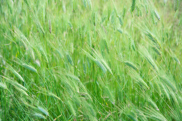 Green grass texture