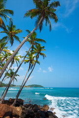 Palms on a tropical coast