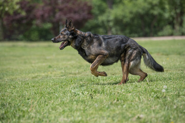 German Shepherd Running Through the Grass