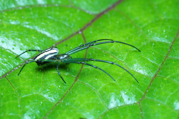 Spider resting on green leaf.