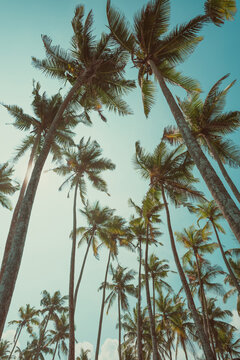 Tropical coconut palm trees over sky background vintage color toned