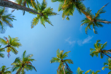 Obraz na płótnie Canvas Coconut palms trees frame over blue sky background