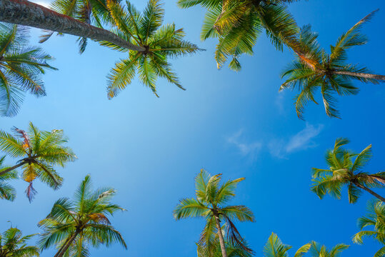 Coconut palms trees frame over blue sky background