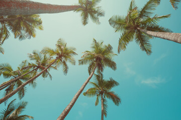 Fototapeta na wymiar Palm trees with coconuts at clear summer day vintage toned