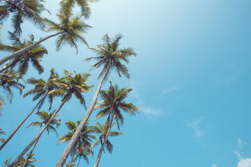 Fototapeta na wymiar Palm trees on beach with clear sky vintage toned