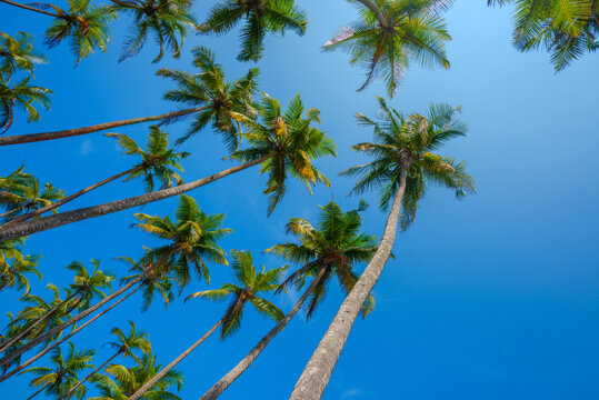Palms over clear blue sky
