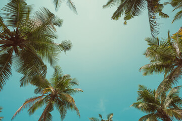 Fototapeta na wymiar Border of palms leafs over sky background vintage toned