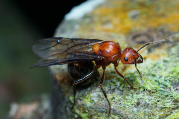 Macro of queen ant on top side view.