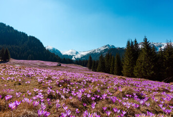 Spring flowers in mountains