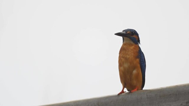 Wild Common Kingfisher, Perched on a Fence Rail