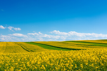 Fototapeta premium Yellow flowering rape seed field with in the rural countryside landscape at sunny spring day with blue sky