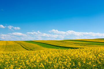 Yellow flowering rape seed field with in the rural countryside landscape at sunny spring day with blue sky