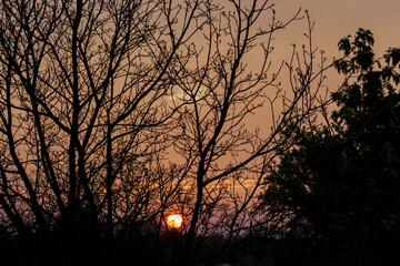 The setting sun in the tree crown.