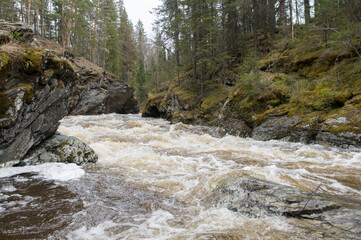 A mountain river flows in a forest gorge