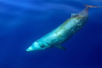 Rare Goose Beaked whale dolphin Ziphius cavirostris underwater © Andrea Izzotti
