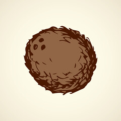 Coconut. Vector drawing
