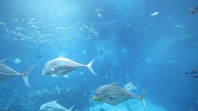 Close-up Little Manta Ray in Singapore aquarium, Singapore