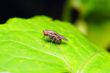 A fly on green leaf.