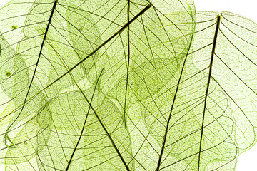 a leaf texture close up