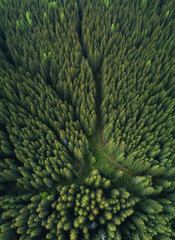 Wald als Hintergrund. Natürlicher Hintergrund aus der Luft