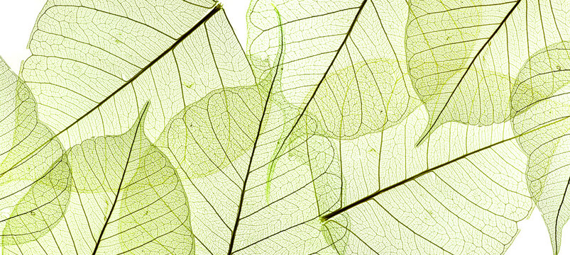 Fototapeta a leaf texture close up