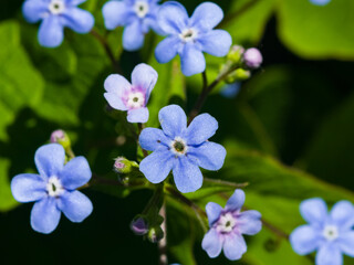 Forget me not, Myosotis, small flowers macro, selective focus, shallow DOF