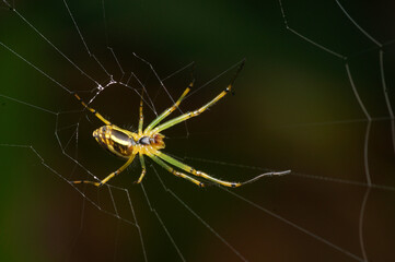 Spiders were making a nest.