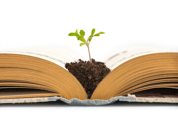 Plant growing from an old opened book,  isolated on white background, education or recycling concept