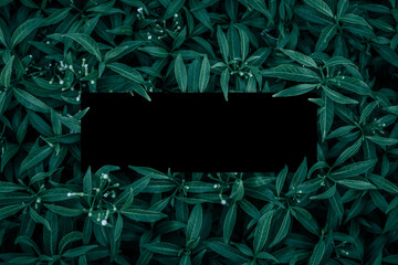 Square frame, Creative layout made with green leaves background. Blank for advertising card or invitation. Nature concept. Summer poster. black frame.