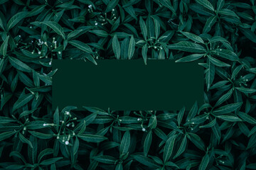 Square frame with leaves and Square frame background, Creative layout made of tropical and leaves with green paper card note. Blank for advertising card or invitation. Nature concept.