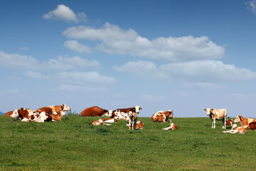 Fototapeta na wymiar cows and calf on field