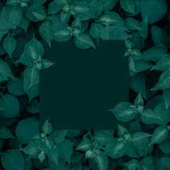 Square frame with leaves and Square frame background, Creative layout made of tropical and leaves with green paper card note. Blank for advertising card or invitation. Nature concept.