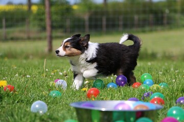 border collie welpe hat spaß mit bunten bällen im garten