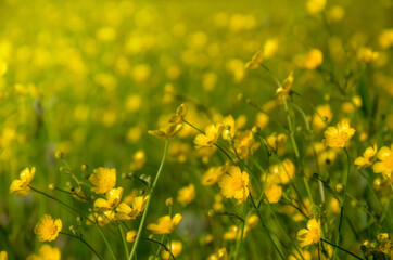 Many yellow flowers, buttercup in spring blooming meadow.