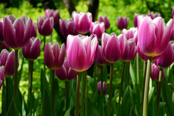 Fototapeta premium Тюльпаны