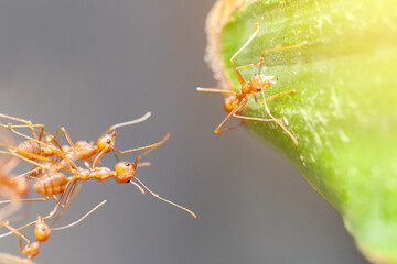 red ant teamwork