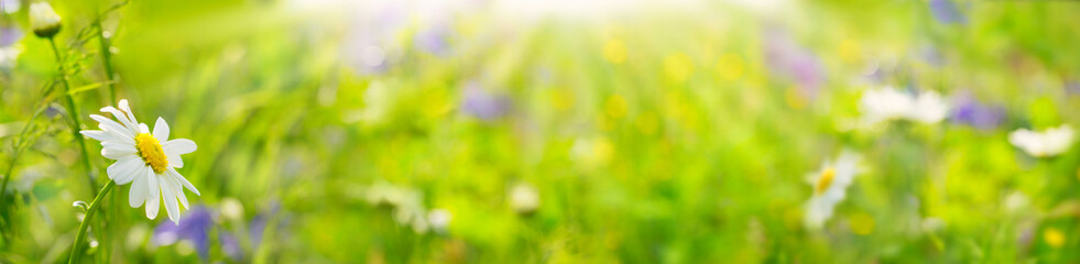 Grüner Sommerhintergrund - Blumengarten in der Sonne - Natur - Banner