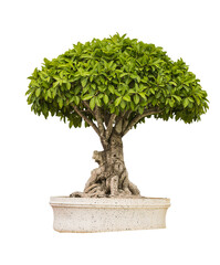 green tree on white background