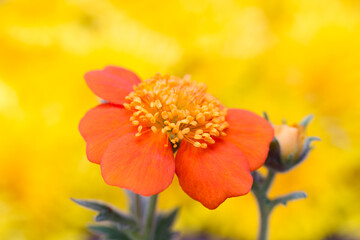 orange flower on a yellow background