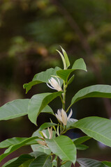 White Champaka are blooming on tree.