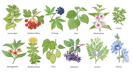 Medical plants and herbs colorful set. - obrazy, fototapety, plakaty