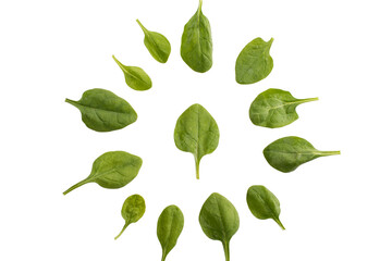 top view of circle of green spinach leaves isolated on white, food styling