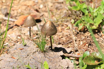duo de champignon
