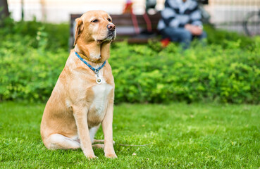 Labrador retriever dog sitting in the green park